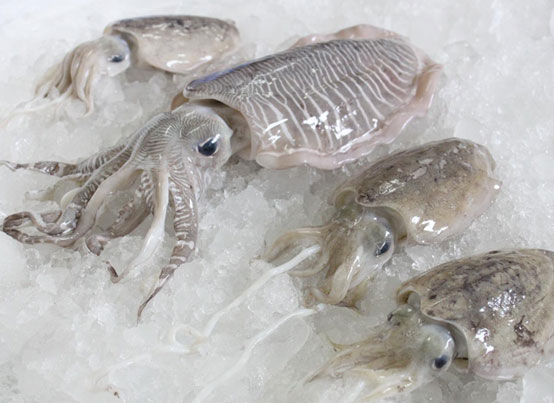 Cuttlefish Whole Exporting