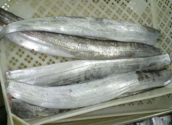 Ribbon Fish Exporters