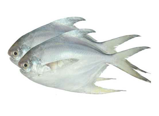 pomfret exporting company India