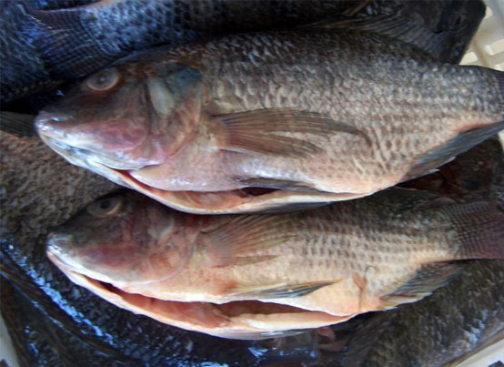 Seer Fish Exporters