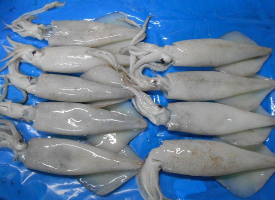 Squid Whole Round Exporting Quality