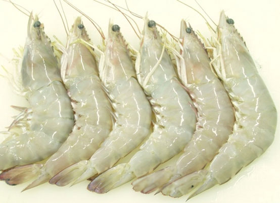 White Prawns Exporting