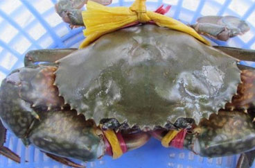 Crab Exporting Company