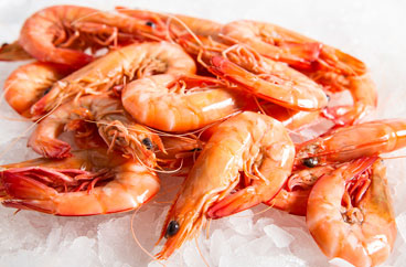 Prawns Exporting Company